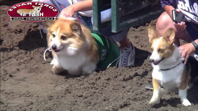 Corgi Races