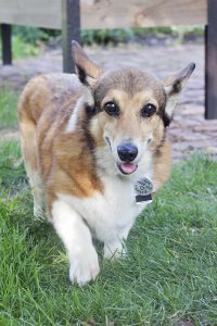 Corgi Rescue Puppies