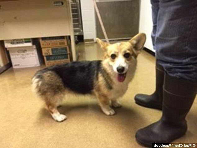 Corgi Rescue Seattle