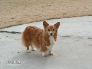 Corgi Rescue Utah