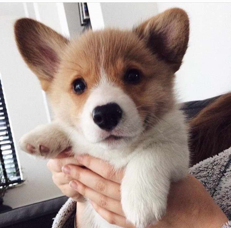 Corgi Resuce