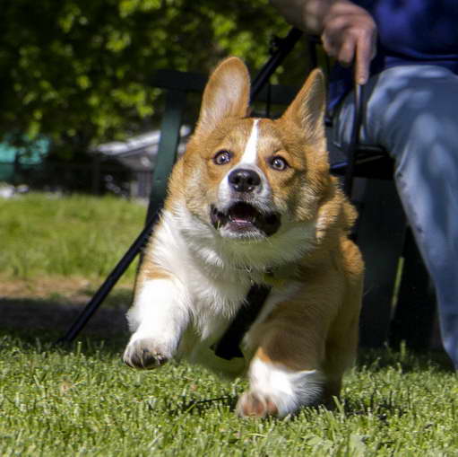 Corgi Run