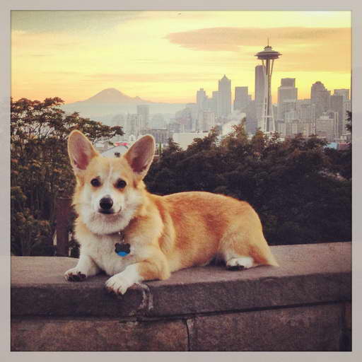 Corgi Seattle