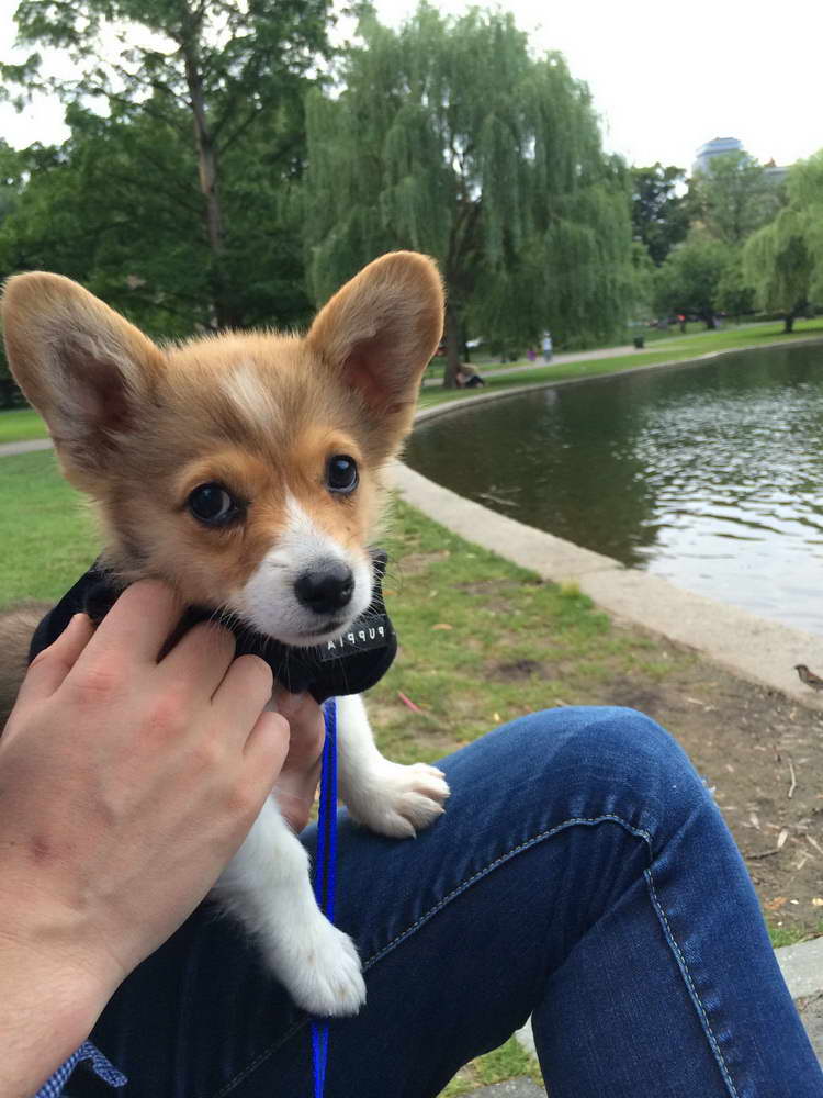 Corgi Service Dog