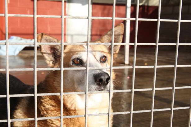 Corgi Shelter