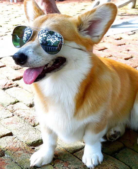 Corgi Sunglasses