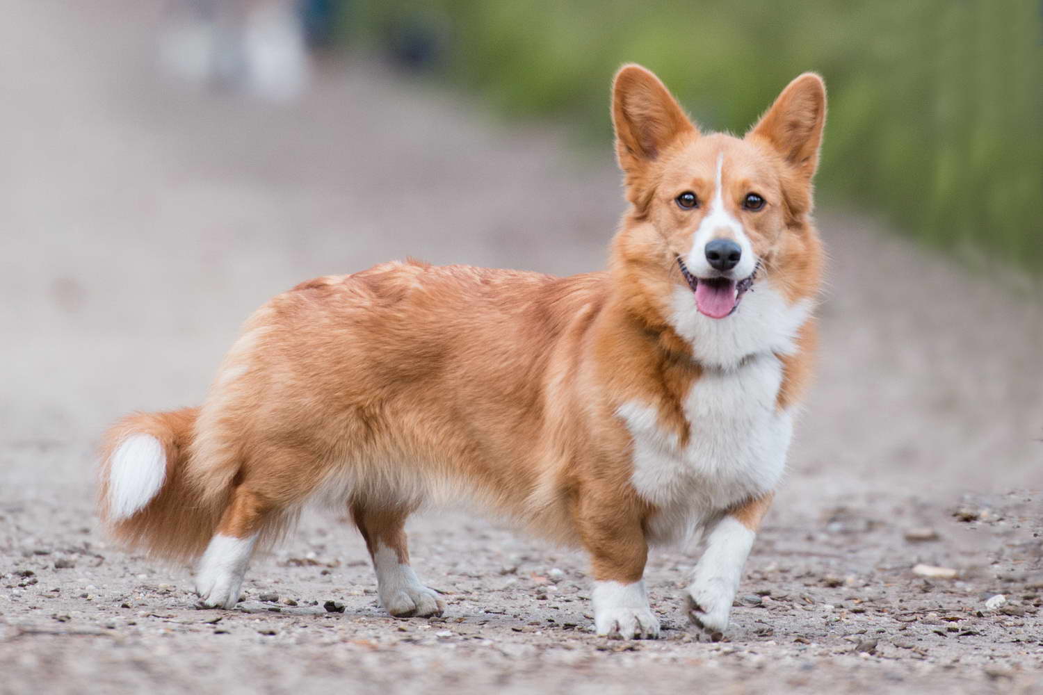 Corgi With Tail For Sale
