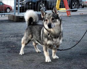 Corgi Wolf Mix