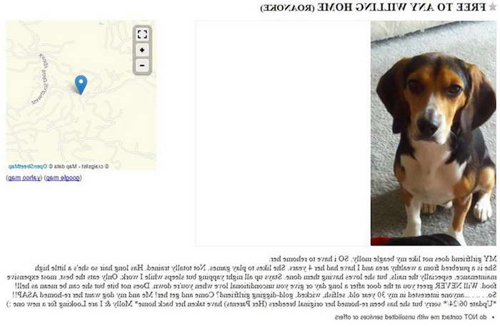 Craigslist Beagle