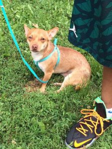 Craigslist Chihuahua For Sale