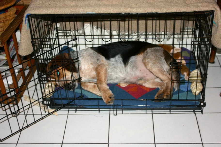 Crate Size For Beagle