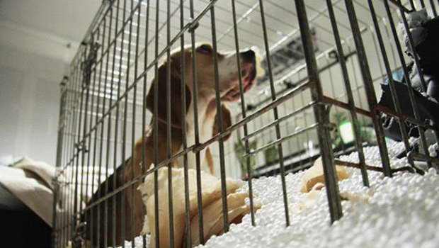 Crate Training A Beagle