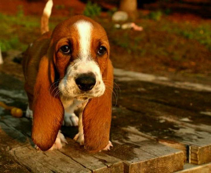 Cute Basset Hound Puppies