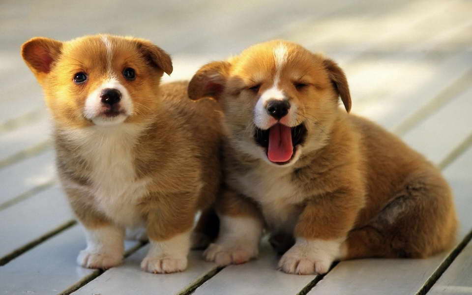 Cute Corgi Puppies