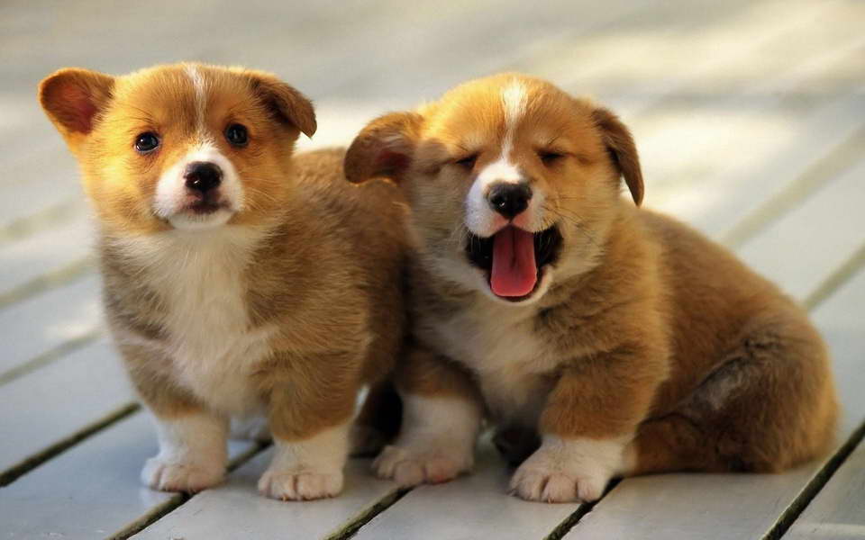 Cute Corgi Puppy