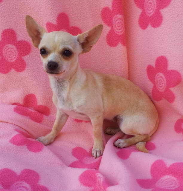 Cute Female Chihuahua Puppy Names