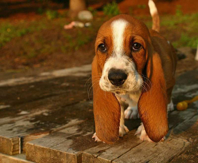 Cutest Basset Hound Puppies
