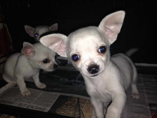 Cutest Chihuahua Puppies For Sale