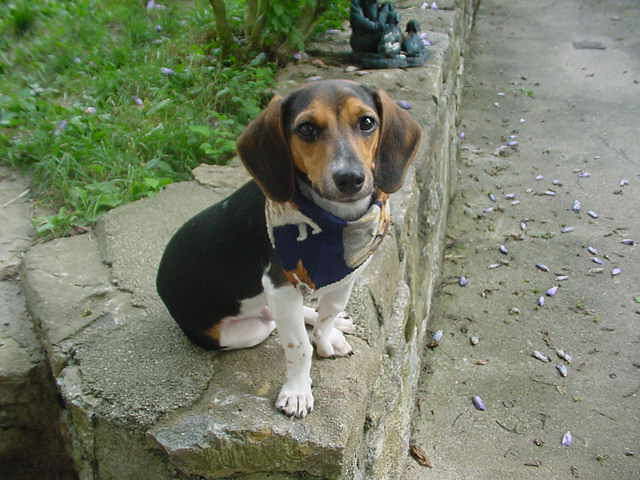 Dachshund Beagle Mix For Adoption Petsidi