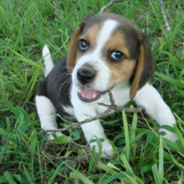 Dachshund Beagle Mix Puppies Petsidi