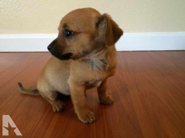 Dachshund Chihuahua Mix For Sale