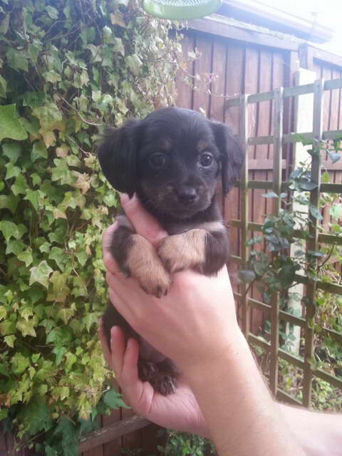 Dachshund Chihuahua Puppies For Sale