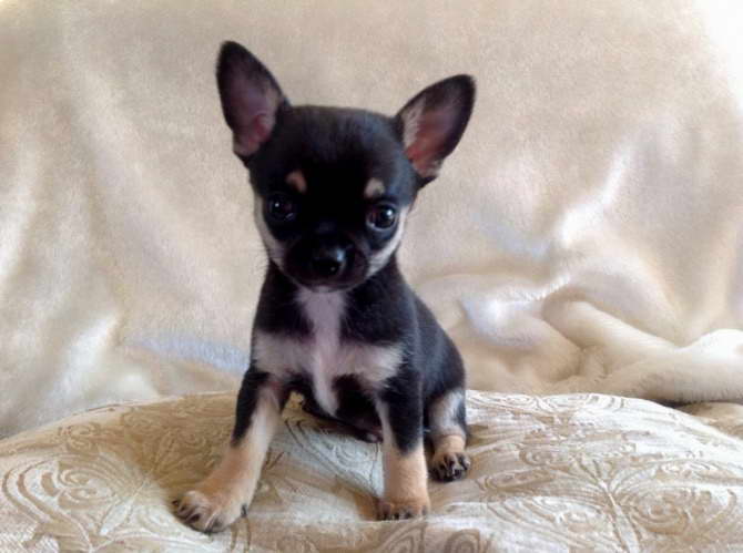 Deer Chihuahua Puppies For Sale
