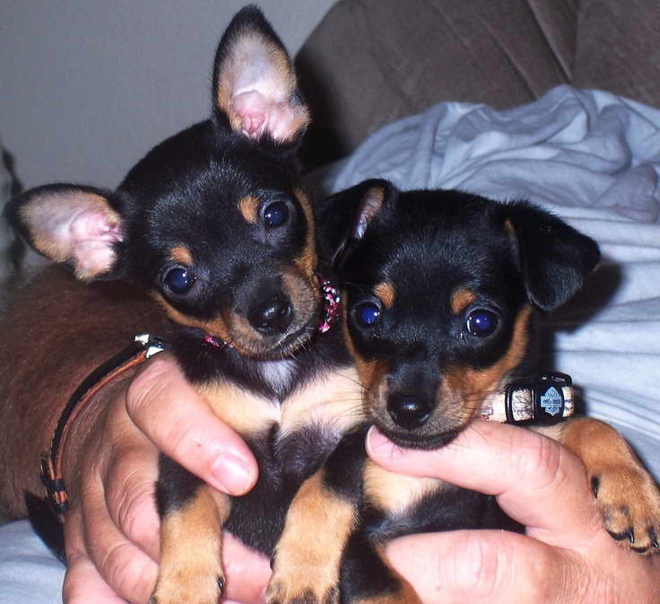 Doberman Chihuahua Mix Puppies PETSIDI