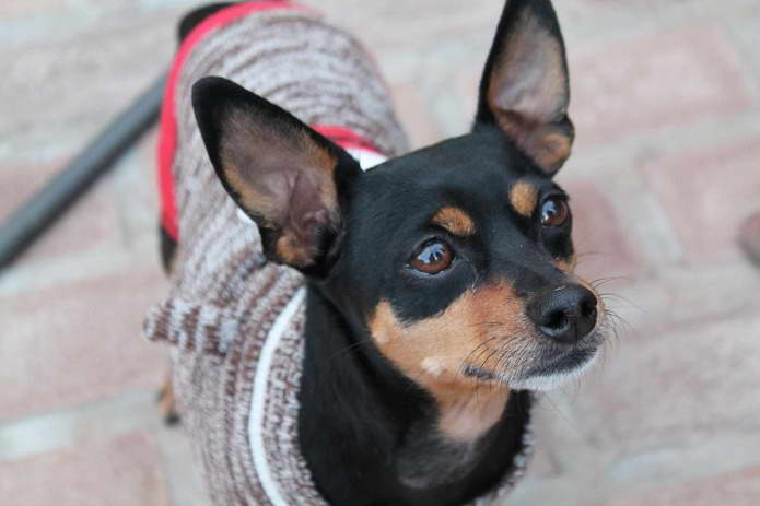 The gallery for > Chihuahua Doberman Mix Commercial