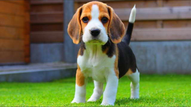 Dog Beagle Puppy