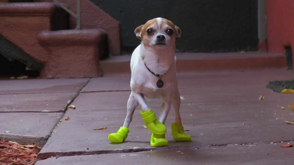 Dog Booties For Chihuahua