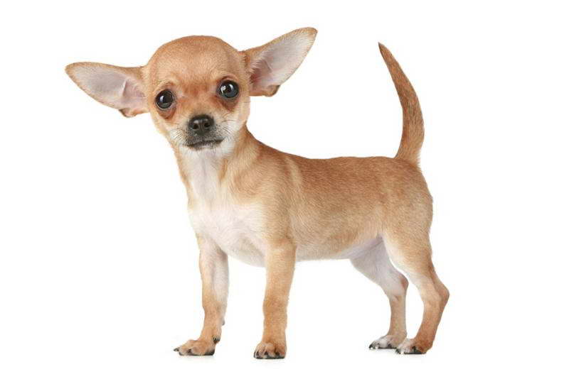 Dog Breeders Chihuahua