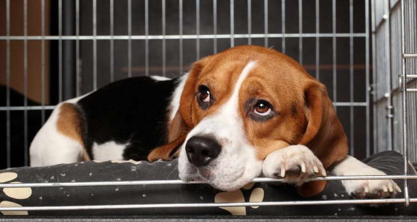 Dog Crate For Beagle