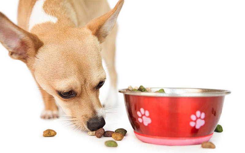 Dog Food For Chihuahua Puppies