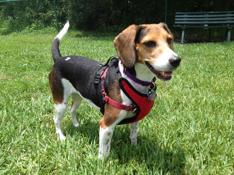 Dog Harness For Beagle