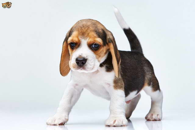 Dogs Beagle