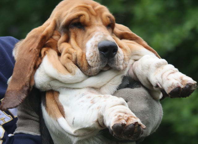 Droopy Basset Hound Rescue