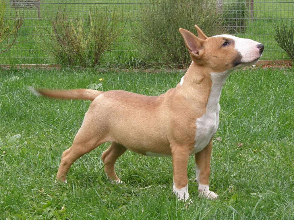 English Bull Terrier For Sale In California PETSIDI