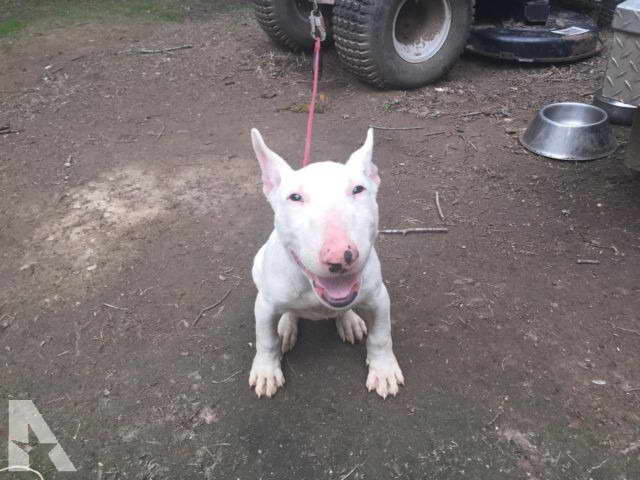 English Bull Terrier For Sale In Texas