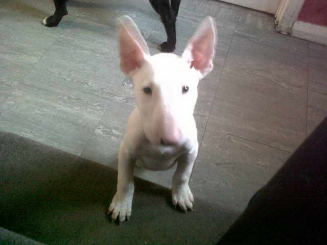 English Bull Terrier Pups For Sale