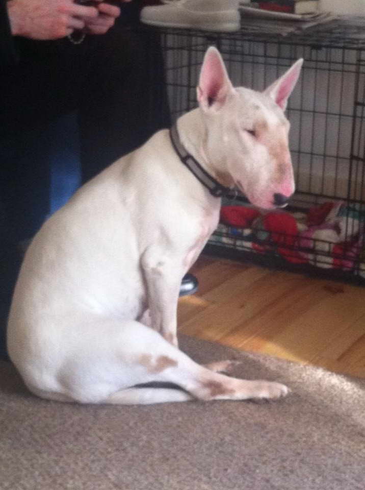 English Bull Terrier Rescues