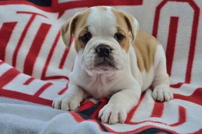English Bulldog Beagle Mix Puppies For Sale In Ohio PETSIDI