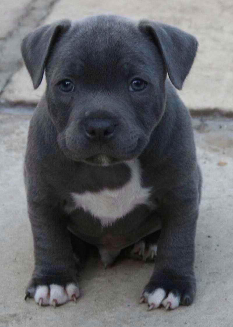 English Staffordshire Bull Terrier For Sale