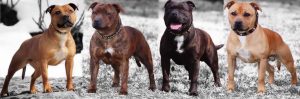 English Staffordshire Bull Terrier Kennels
