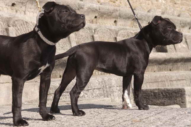 English Staffordshire Terrier For Sale