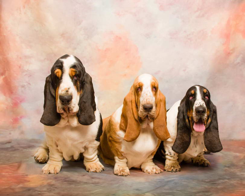 European Basset Hound Puppies For Sale
