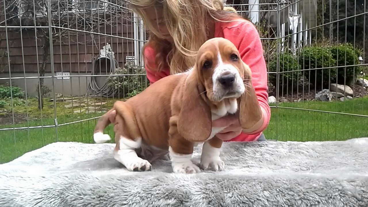 European Basset Hound Puppies