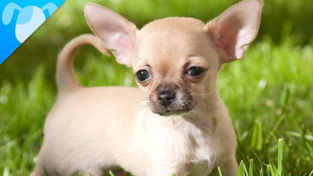 Facts About Chihuahua Puppies