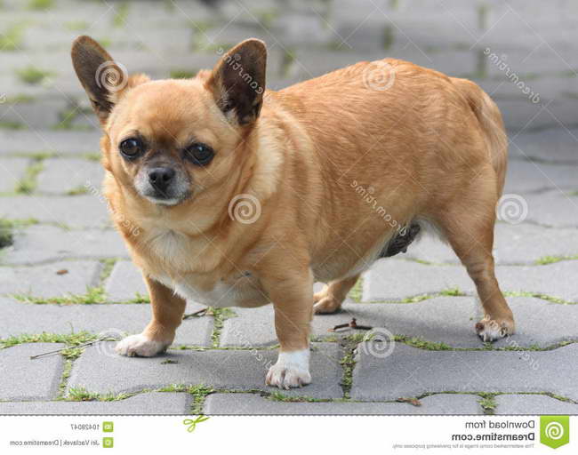 Fat Chihuahua