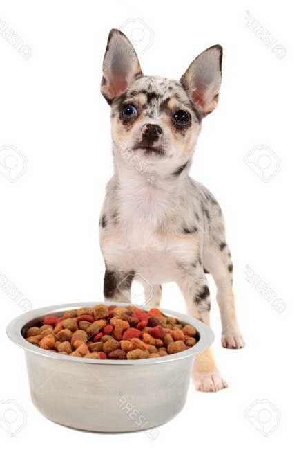 Feeding Chihuahua